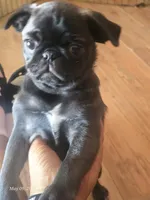 Peggy, a female Pug for sale in Muskogee, OK – 4 of 7