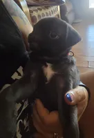 Peggy, a female Pug for sale in Muskogee, OK – 2 of 7