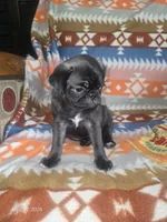 Peggy, a female Pug for sale in Muskogee, OK – 6 of 7