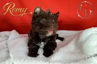 Remy - Quality Yorkie , a male Yorkshire Terrier for sale in Springfield, GA – 5 of 9