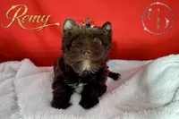 Remy - Quality Yorkie , a male Yorkshire Terrier for sale in Springfield, GA – 1 of 9