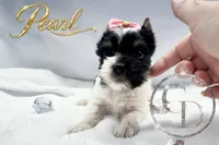 Pearl , a female Yorkshire Terrier for sale in Springfield, GA – 6 of 9