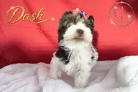 Dash - Quality Yorkie , a male Yorkshire Terrier for sale in Springfield, GA – 2 of 10