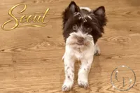 Scout , a female Yorkshire Terrier for sale in Springfield, GA – 6 of 9