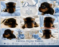 Tiny little Diesel, a male Yorkshire Terrier for sale in Springfield, GA – 4 of 5