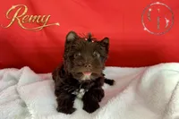 Remy - Quality Yorkie , a male Yorkshire Terrier for sale in Springfield, GA – 2 of 9