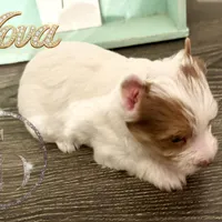 Nova sweet Yorkie girl, a female Yorkshire Terrier for sale in Springfield, GA – Photo 9 of 9