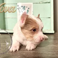 Nova sweet Yorkie girl, a female Yorkshire Terrier for sale in Springfield, GA – Photo 2 of 9