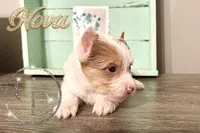 Nova sweet Yorkie girl, a female Yorkshire Terrier for sale in Springfield, GA – Photo 2 of 9