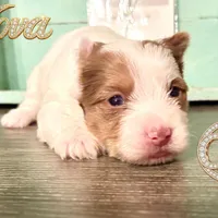 Nova sweet Yorkie girl, a female Yorkshire Terrier for sale in Springfield, GA – Photo 5 of 9