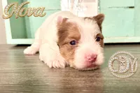 Nova sweet Yorkie girl, a female Yorkshire Terrier for sale in Springfield, GA – Photo 5 of 9