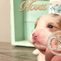 Nova sweet Yorkie girl, a female Yorkshire Terrier for sale in Springfield, GA – Photo 8 of 9