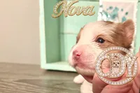 Nova sweet Yorkie girl, a female Yorkshire Terrier for sale in Springfield, GA – Photo 8 of 9