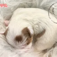 Nova sweet Yorkie girl, a female Yorkshire Terrier for sale in Springfield, GA – Photo 7 of 9