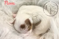 Nova sweet Yorkie girl, a female Yorkshire Terrier for sale in Springfield, GA – Photo 7 of 9