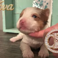 Nova sweet Yorkie girl, a female Yorkshire Terrier for sale in Springfield, GA – Photo 4 of 9