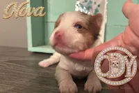 Nova sweet Yorkie girl, a female Yorkshire Terrier for sale in Springfield, GA – Photo 4 of 9