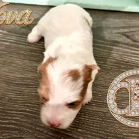 Nova sweet Yorkie girl, a female Yorkshire Terrier for sale in Springfield, GA – Photo 6 of 9