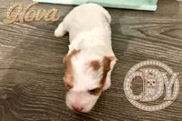 Nova sweet Yorkie girl, a female Yorkshire Terrier for sale in Springfield, GA – Photo 6 of 9