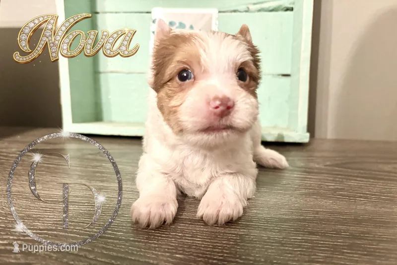 Nova sweet Yorkie girl