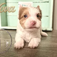 Nova sweet Yorkie girl, a female Yorkshire Terrier for sale in Springfield, GA – Photo 1 of 9