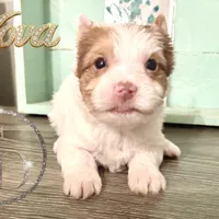 Nova sweet Yorkie girl, a female Yorkshire Terrier for sale in Springfield, GA – Photo 3 of 9