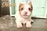 Nova sweet Yorkie girl, a female Yorkshire Terrier for sale in Springfield, GA – Photo 3 of 9