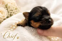 Tiny little Chief , a male Yorkshire Terrier for sale in Springfield, GA – 5 of 6