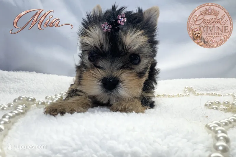 Sweet Little Mia – Yorkshire Terrier puppy for sale in Springfield, GA