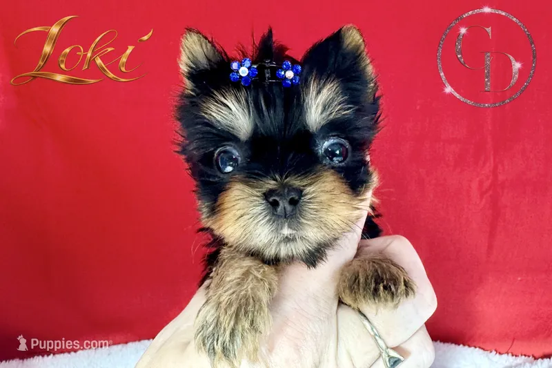 Loki TINY quality doll faced Yorkie puppy  – Yorkshire Terrier puppy for sale in Springfield, GA