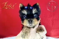Loki TINY quality doll faced Yorkie puppy , a male Yorkshire Terrier for sale in Springfield, GA – 1 of 8