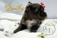 Bentley - Quality Yorkie , a male Yorkshire Terrier for sale in Springfield, GA – 8 of 10