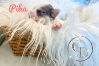 Pika the Blue Eyed Yorkie, a female Yorkshire Terrier for sale in Springfield, GA – Photo 5 of 8