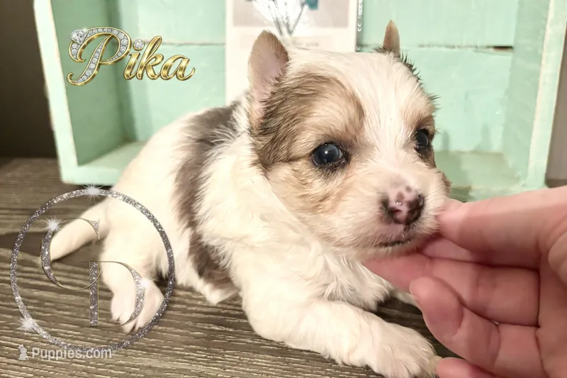 Pika the Blue Eyed Yorkie