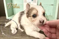 Pika the Blue Eyed Yorkie, a female Yorkshire Terrier for sale in Springfield, GA – Photo 1 of 8