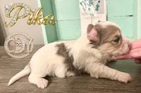 Pika the Blue Eyed Yorkie, a female Yorkshire Terrier for sale in Springfield, GA – Photo 7 of 8