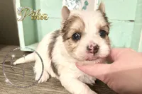 Pika the Blue Eyed Yorkie, a female Yorkshire Terrier for sale in Springfield, GA – Photo 2 of 8