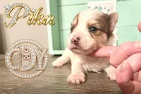 Pika the Blue Eyed Yorkie, a female Yorkshire Terrier for sale in Springfield, GA – Photo 6 of 8