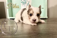 Pika the Blue Eyed Yorkie, a female Yorkshire Terrier for sale in Springfield, GA – Photo 8 of 8