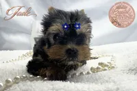 Jade , a female Yorkshire Terrier for sale in Springfield, GA – 2 of 3