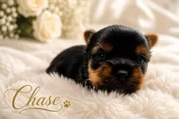 Tiny little Chase , a male Yorkshire Terrier for sale in Springfield, GA – 2 of 5
