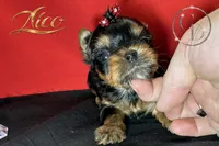 Nico doll faced quality Yorkie  , a male Yorkshire Terrier for sale in Springfield, GA – 2 of 3