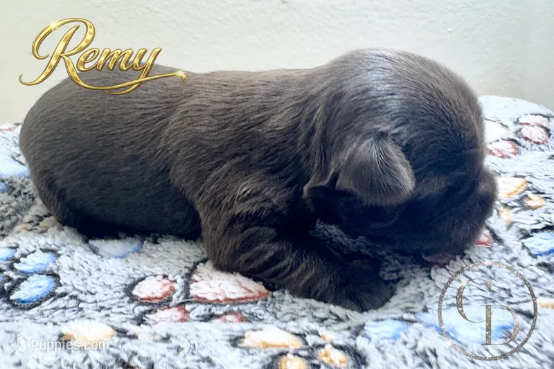 Remy - Quality Yorkie  – Yorkshire Terrier puppy for sale in Springfield, GA