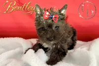 Bentley - Quality Yorkie , a male Yorkshire Terrier for sale in Springfield, GA – 5 of 10