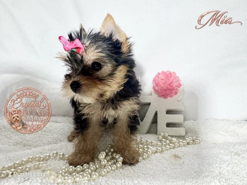 Mia – Yorkshire Terrier puppy for sale in Springfield, GA