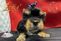 Loki TINY quality doll faced Yorkie puppy , a male Yorkshire Terrier for sale in Springfield, GA – 7 of 9