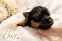 Tiny little Chief , a male Yorkshire Terrier for sale in Springfield, GA – 2 of 6