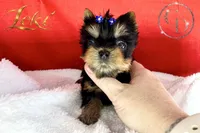 Loki TINY quality doll faced Yorkie puppy , a male Yorkshire Terrier for sale in Springfield, GA – 3 of 8