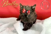 Bentley - Quality Yorkie , a male Yorkshire Terrier for sale in Springfield, GA – 4 of 10