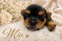 Sweet Little Mia, a female Yorkshire Terrier for sale in Springfield, GA – 6 of 7